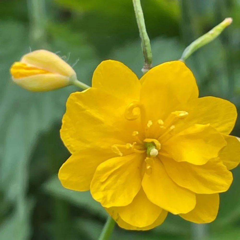 Skelört Chelidonium majus