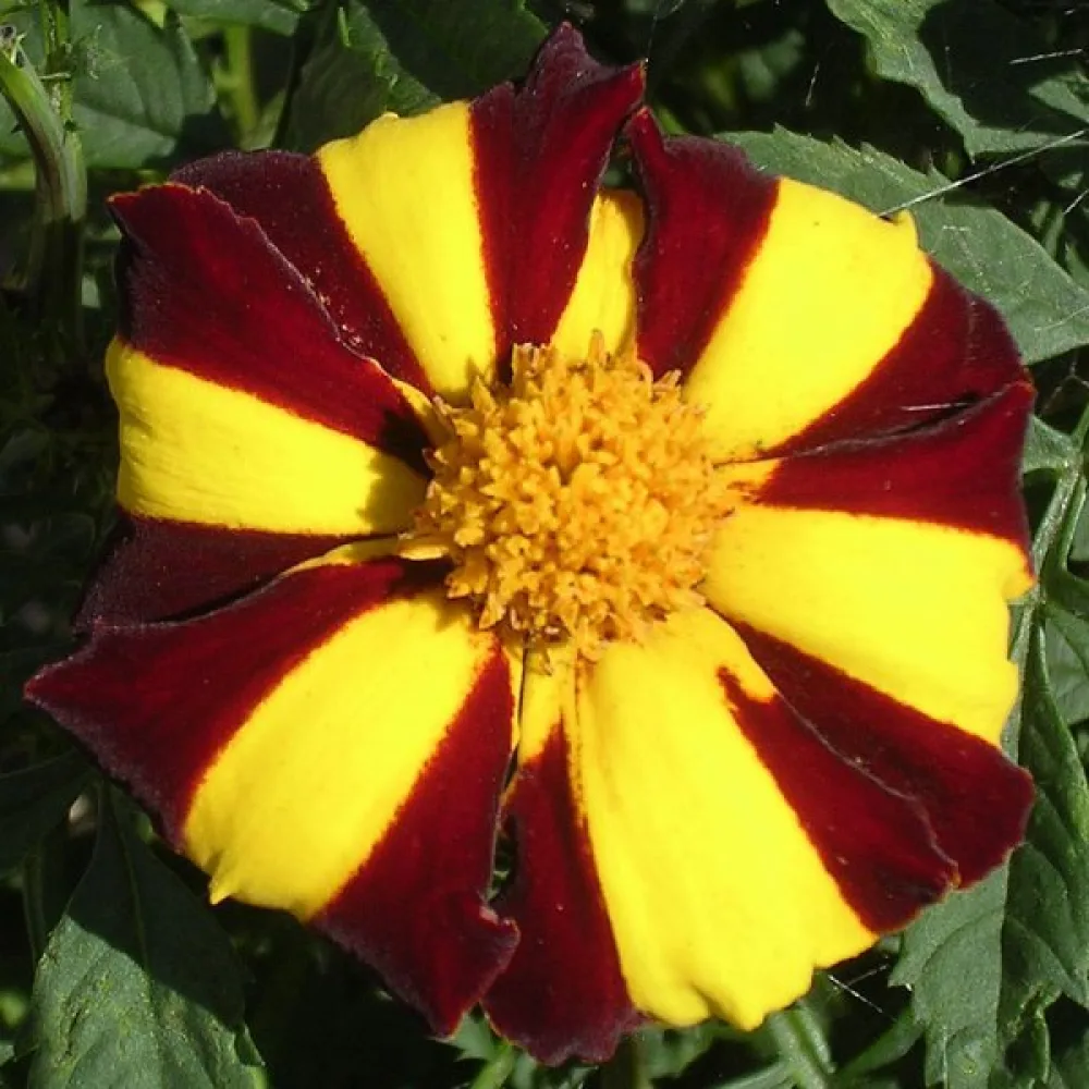 Fransk tagetes 'Mrs Majesty'