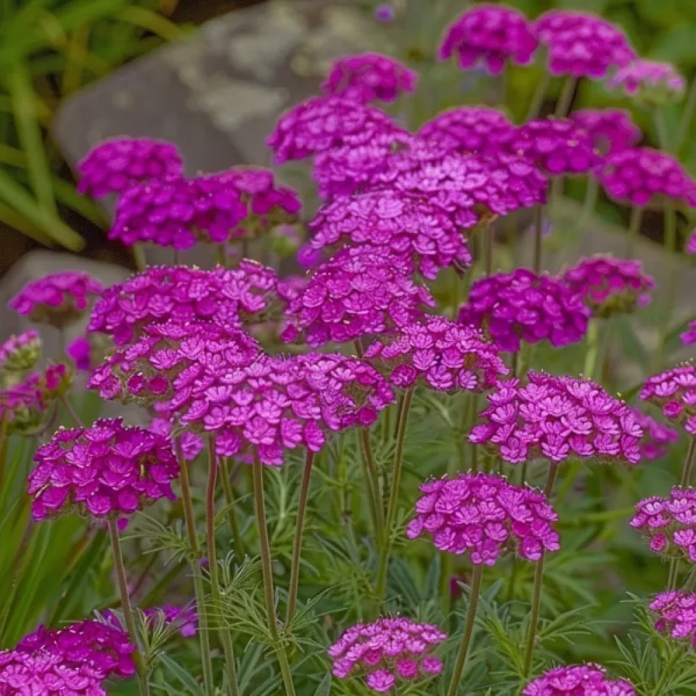 Röllika 'Cerise Queen'