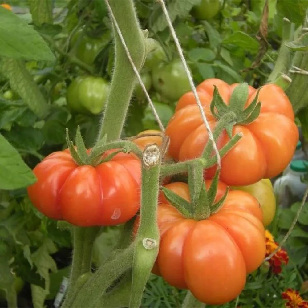 Tomat 'Costoluto Fiorentino'