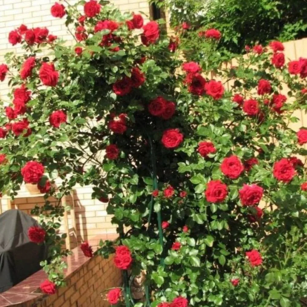 Klätterros 'Scarlet Reverie'
