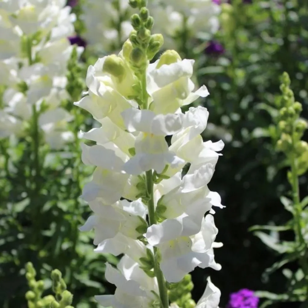 Lejongap 'Monarch White'