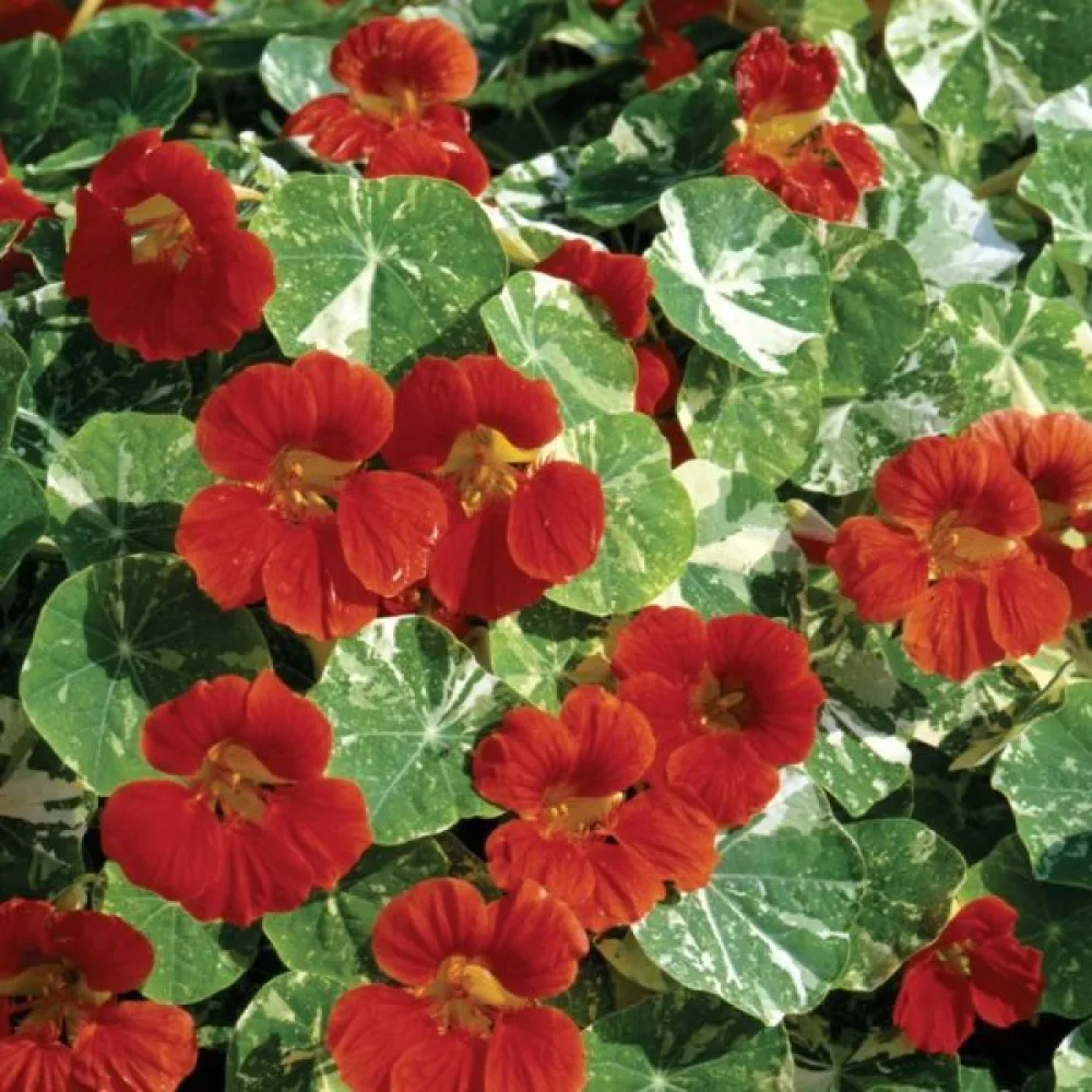 Krasse 'Alaska Scarlet'