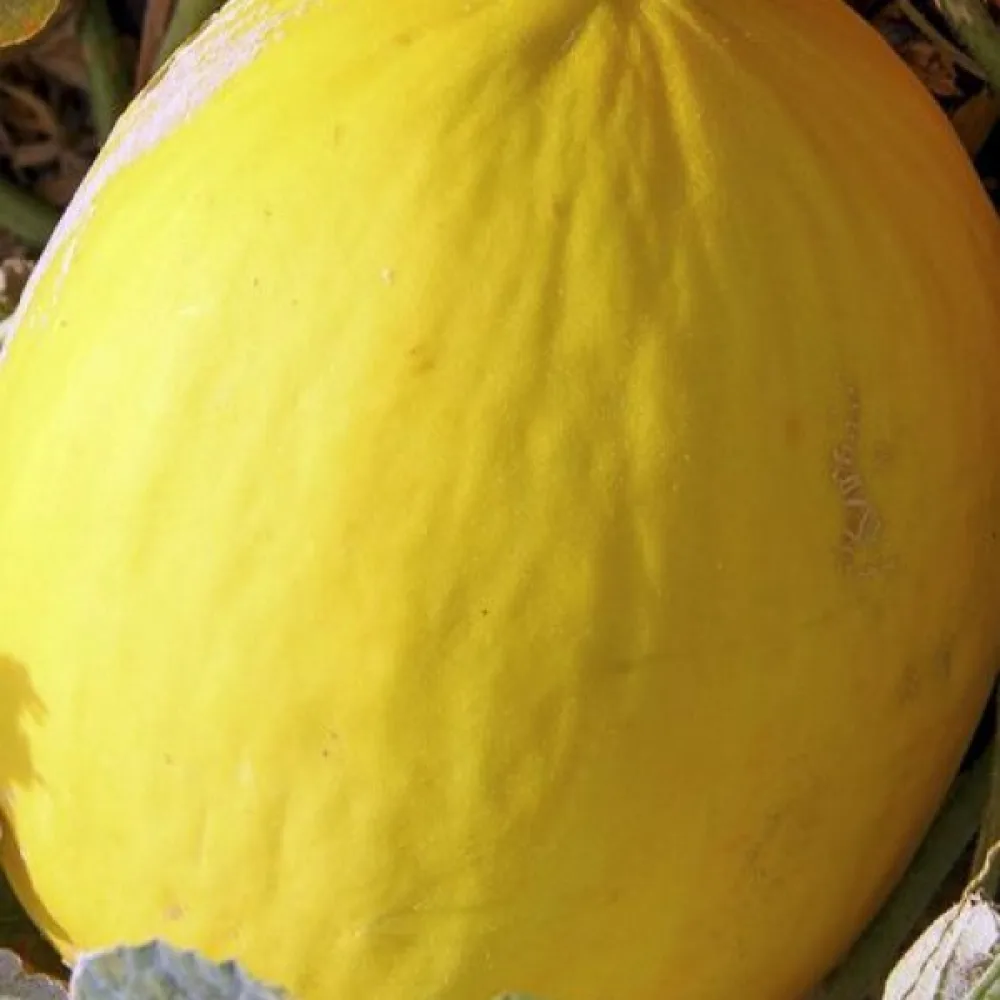 Melon 'Jaune Canari 2'