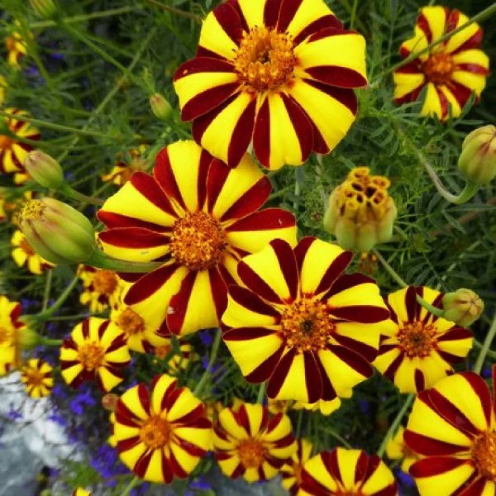 Fransk tagetes 'Athos'
