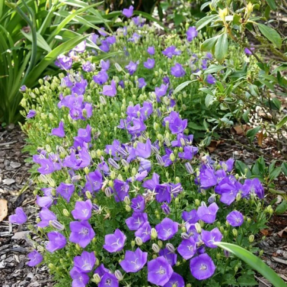 Karpatklocka Campanula carpatica – blå