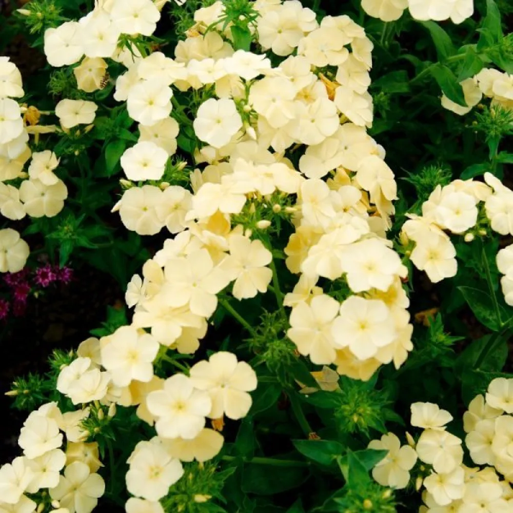 Sommarflox 'Beauty Yellow'