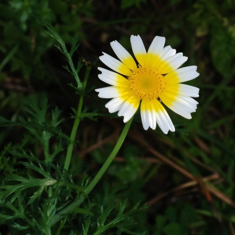 Kronkrage Chrysanthemum coronarium