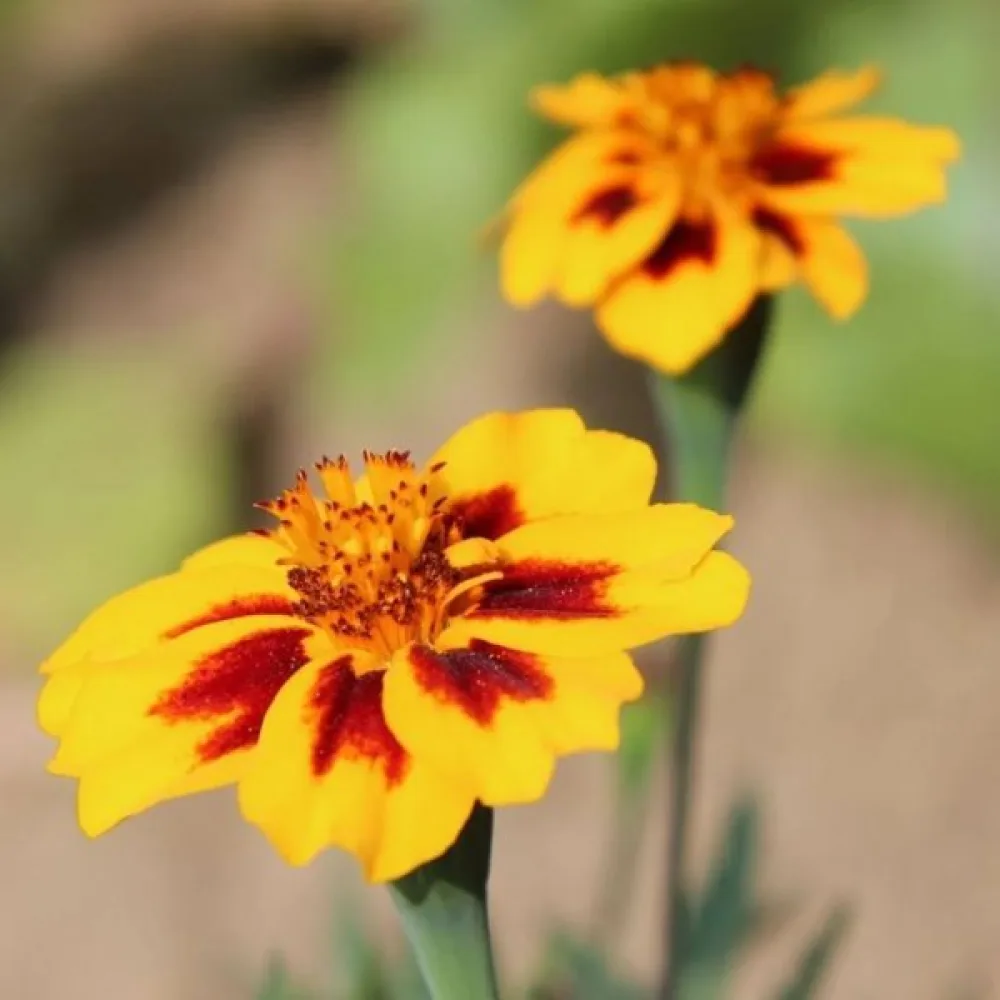 Fransk tagetes 'Naughty Marietta'