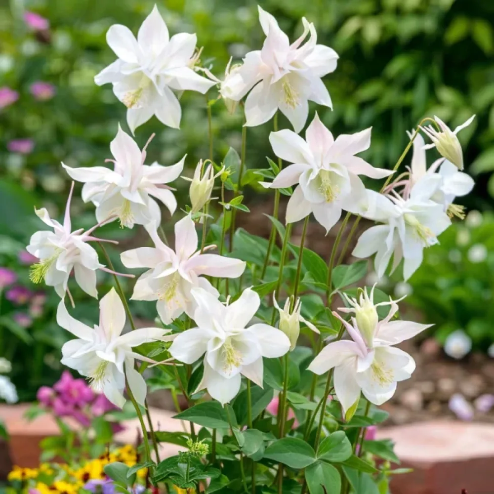 Akleja 'Crystal Star'