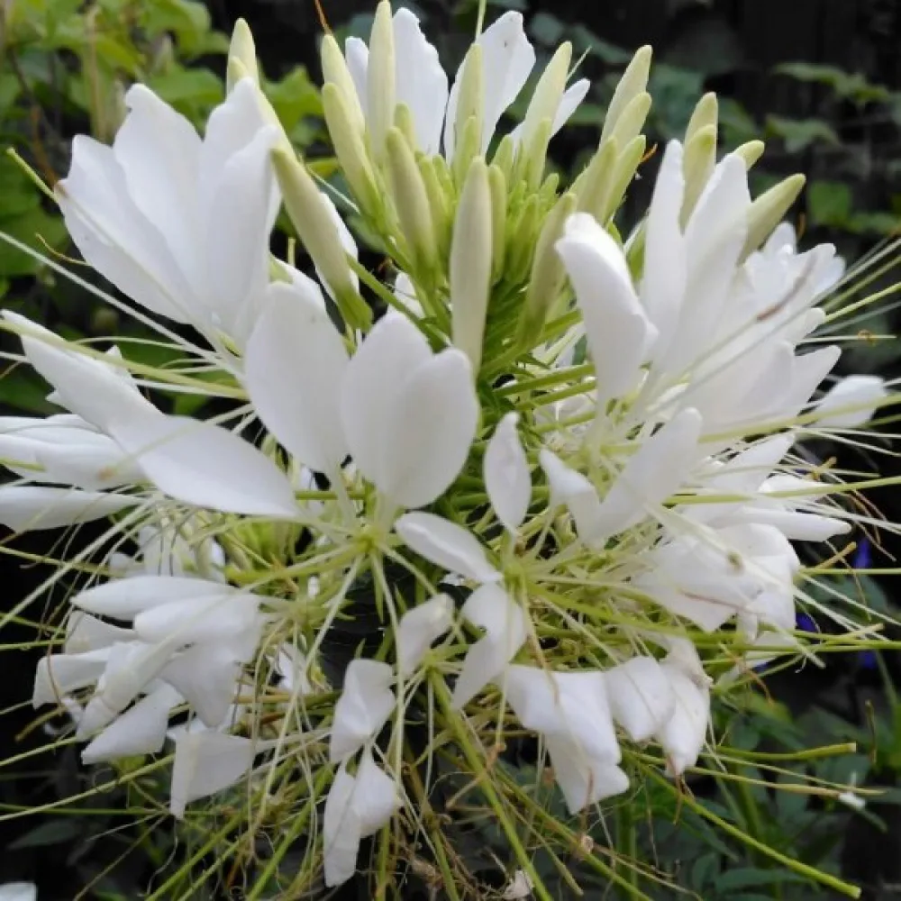 Paradisblomster 'White Queen'