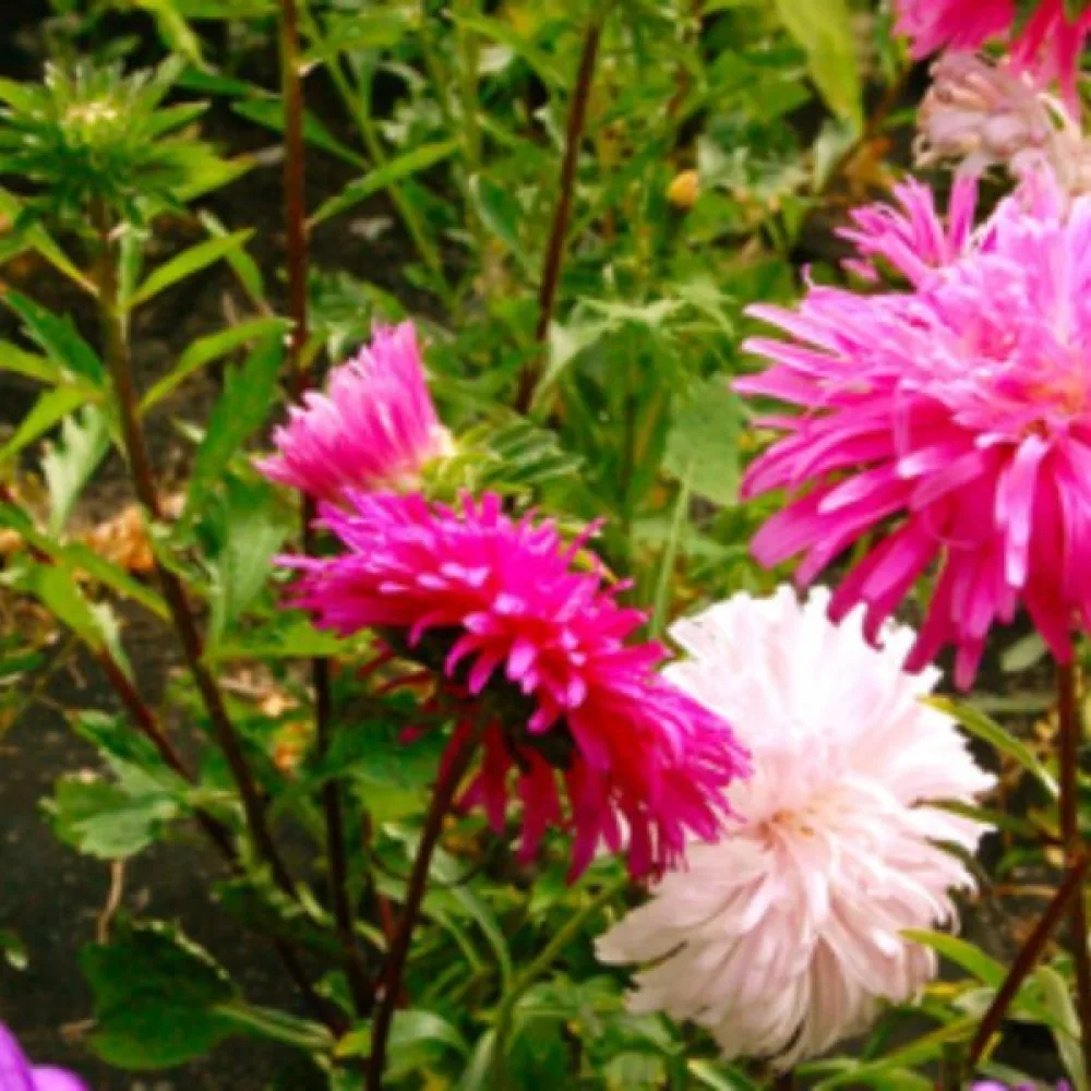 Sommaraster 'Ostrich Plume' rosa