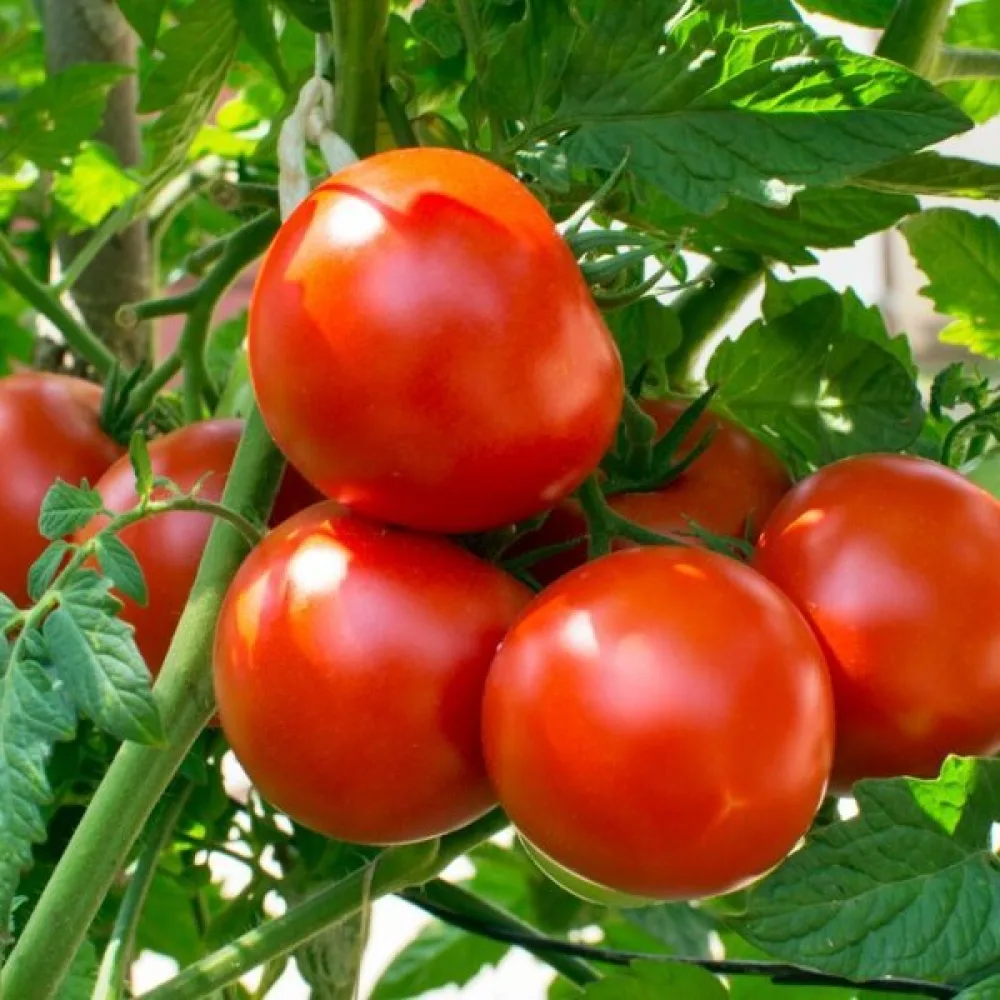 Tomat 'Andrus'
