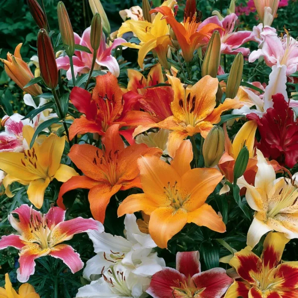 Lilja 'Asiatic Mixed'