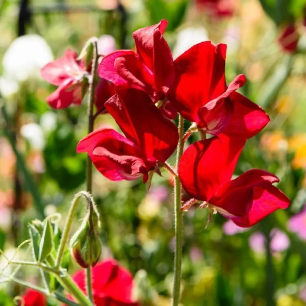 Luktärt Lathyrus odoratus – röd
