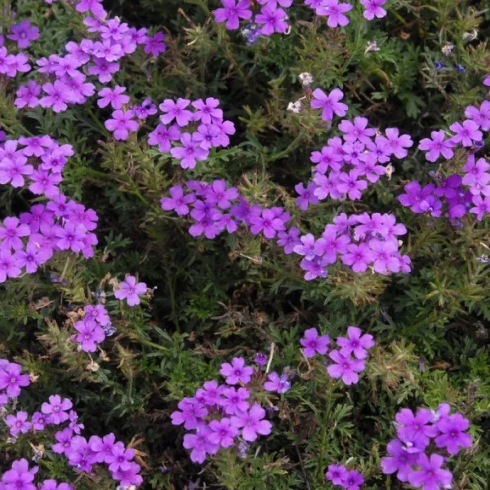 Storblommig verbena, lila