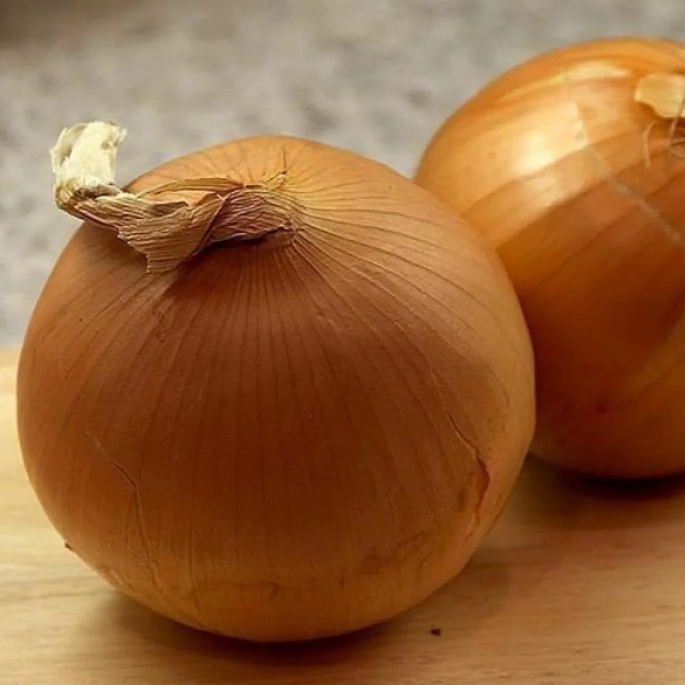 Matlök 'Stuttgarter Riesen'