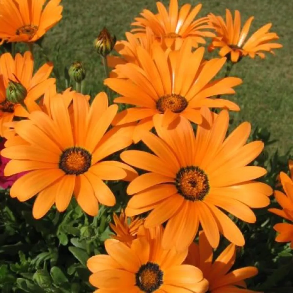 Stjärnöga 'Orange Glory' – orange