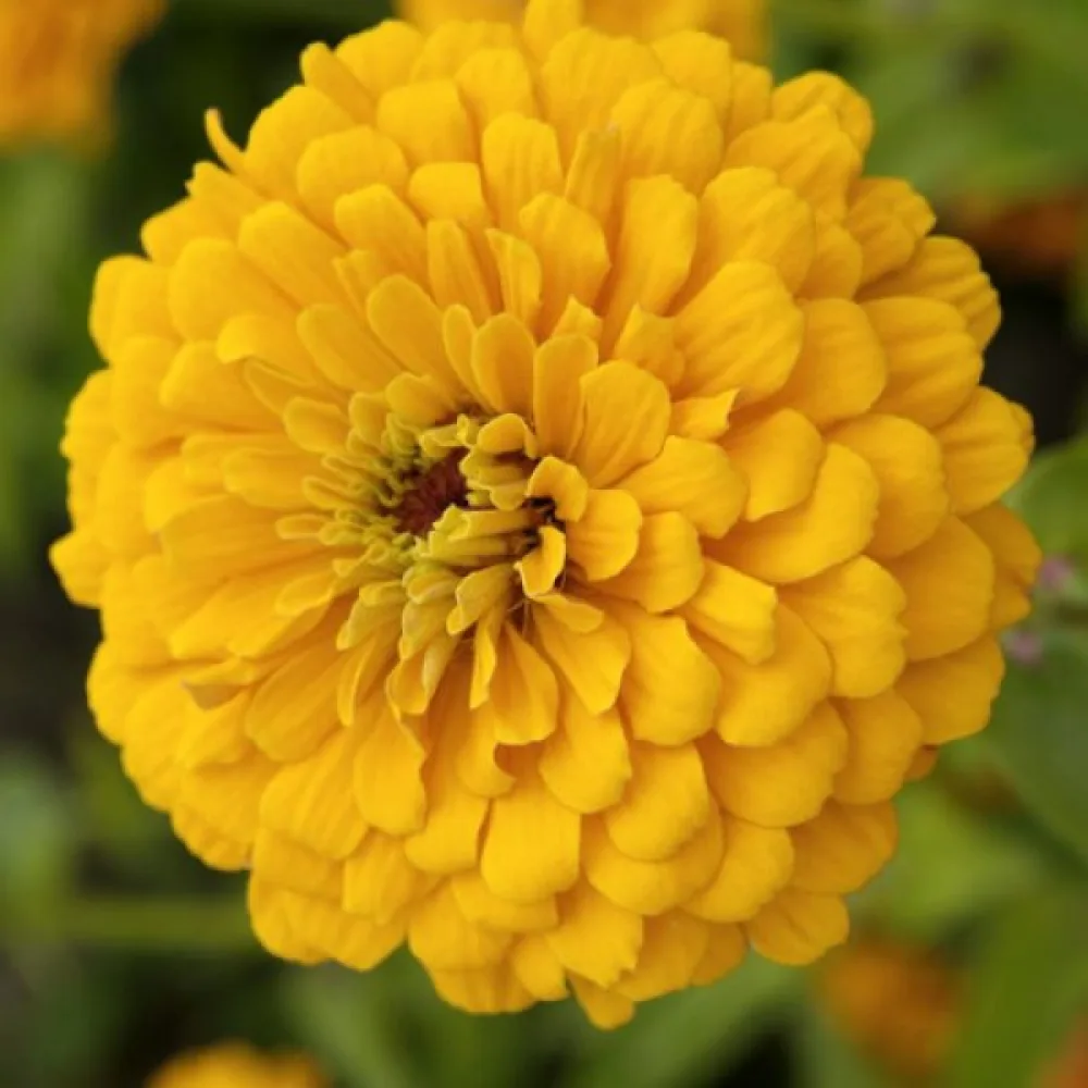 Zinnia 'Super Yoga Golden Yellow'