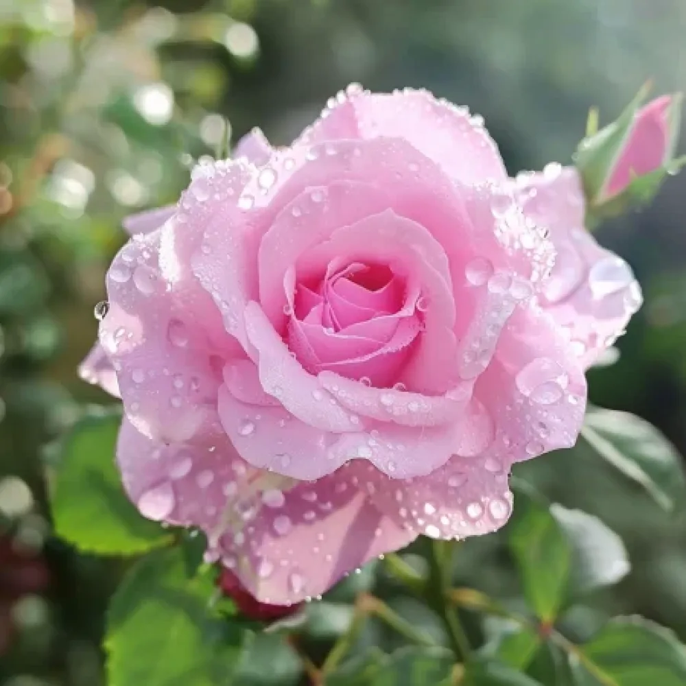 Ros 'Pink Benedict' – barrotad