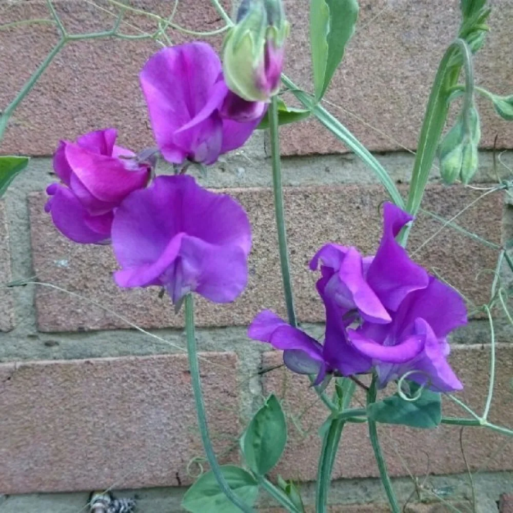 Luktärt 'Spencer' – lavendel