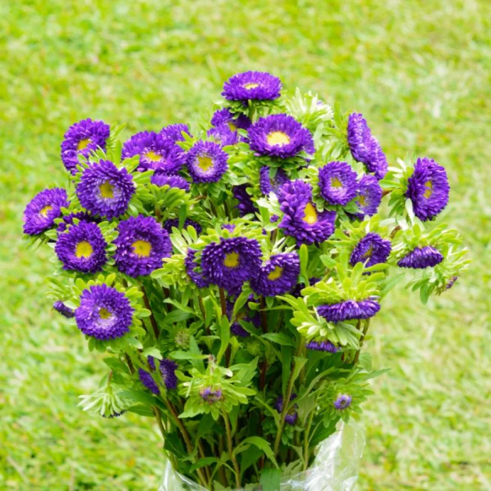 Sommaraster 'Baronesse' – lila