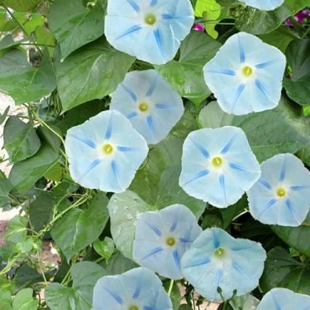 Blomman för dagen 'Ismay'