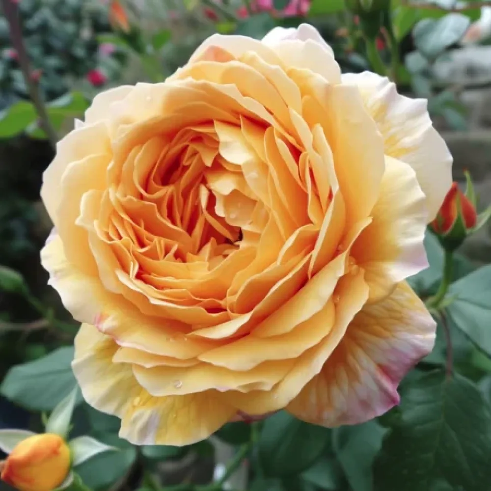 Ros 'Golden Elixir'