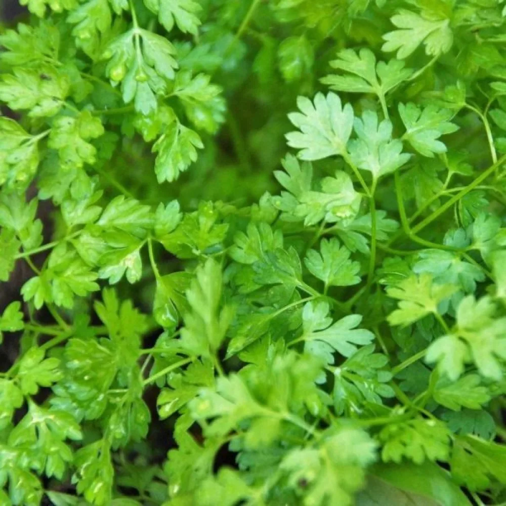 Körvel Anthriscus cerefolium
