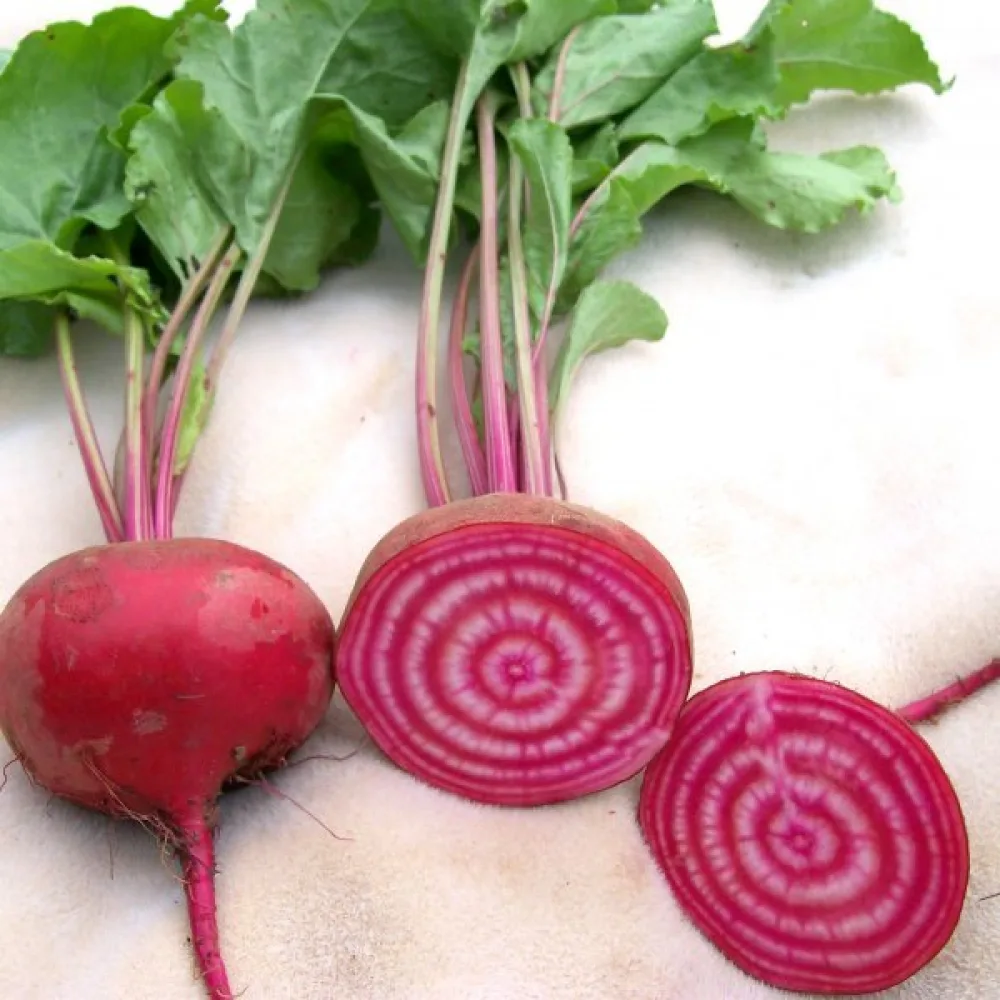Rödbeta 'Tonda di Chioggia'
