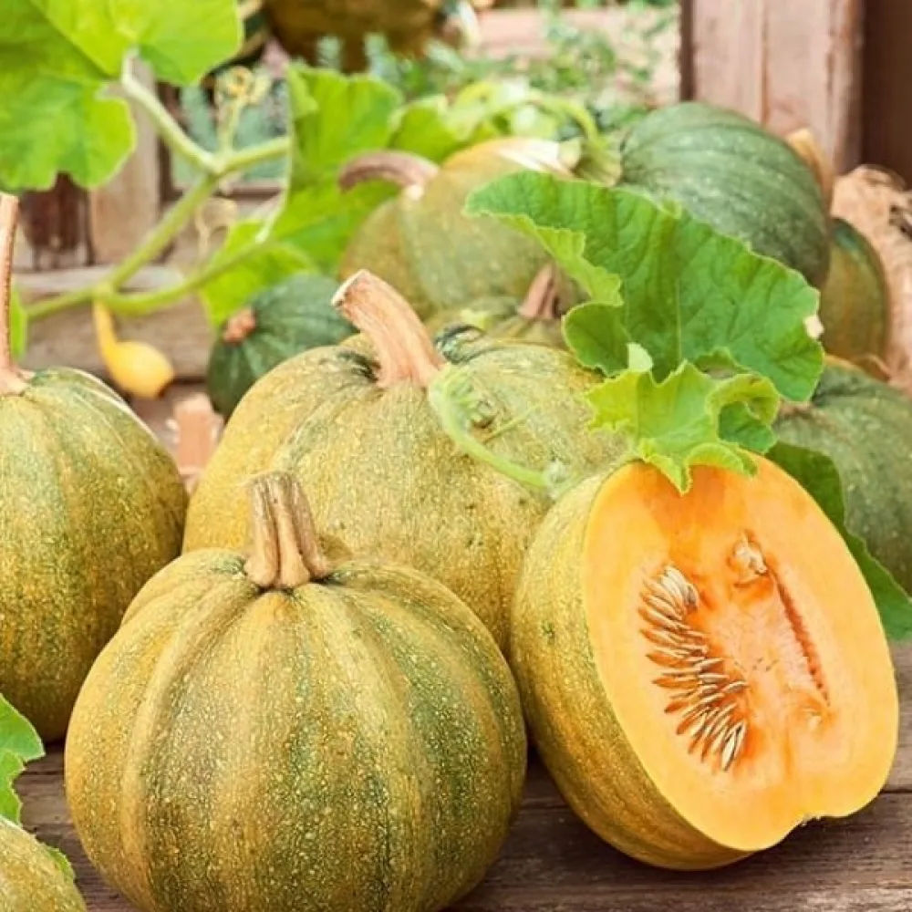 Pumpa 'Danka Polka'