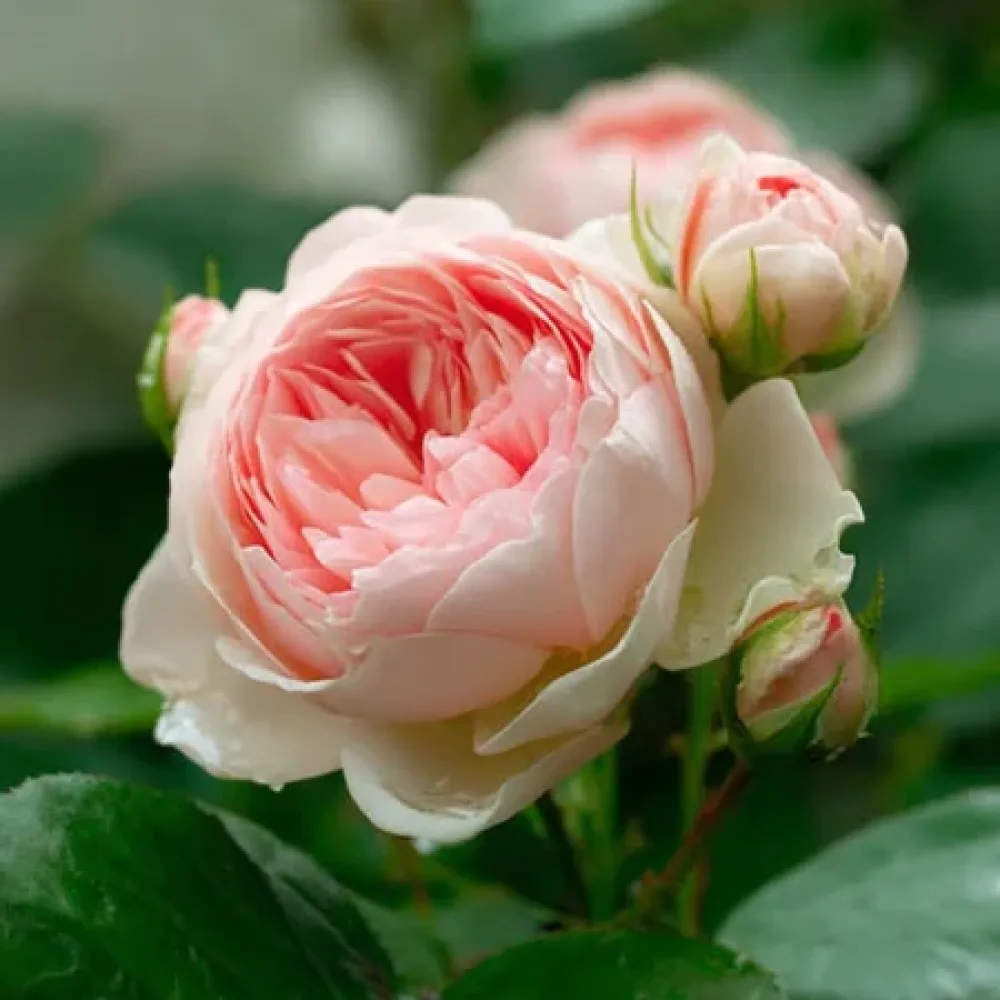 Ros 'Serena'