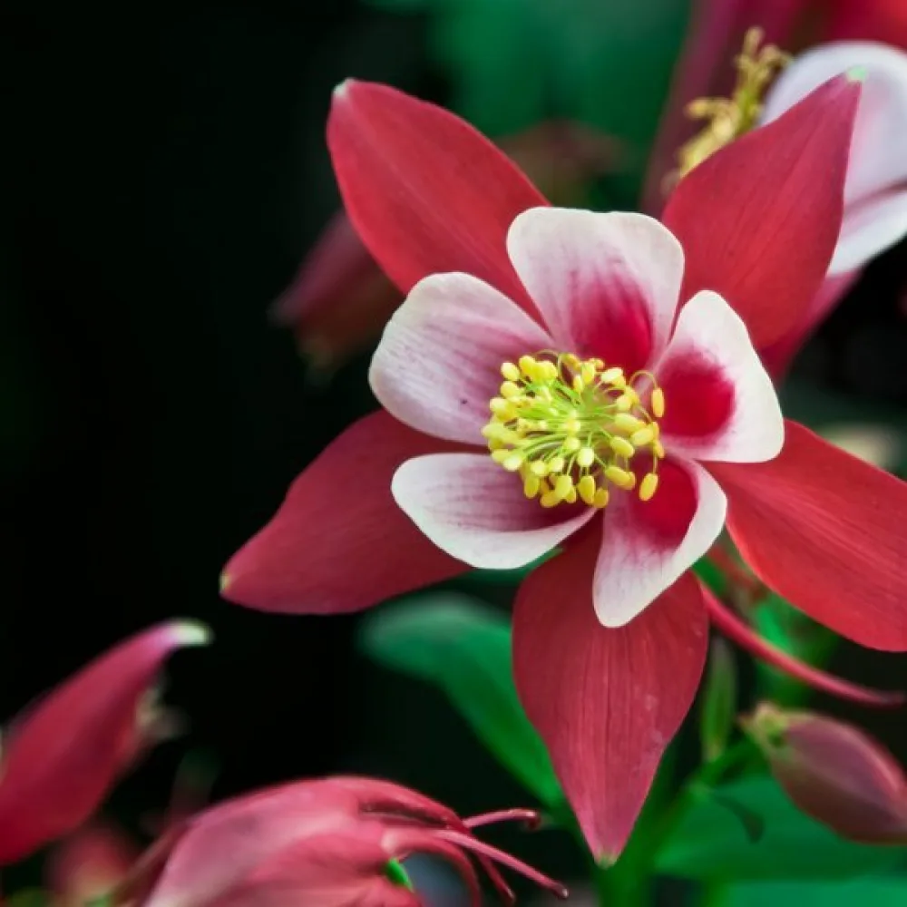 Akleja 'Rose Queen'