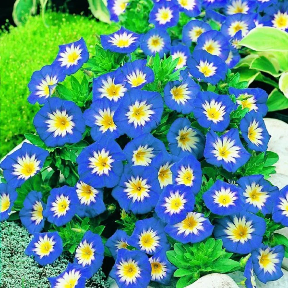 Praktvinda 'Blue Ensign'