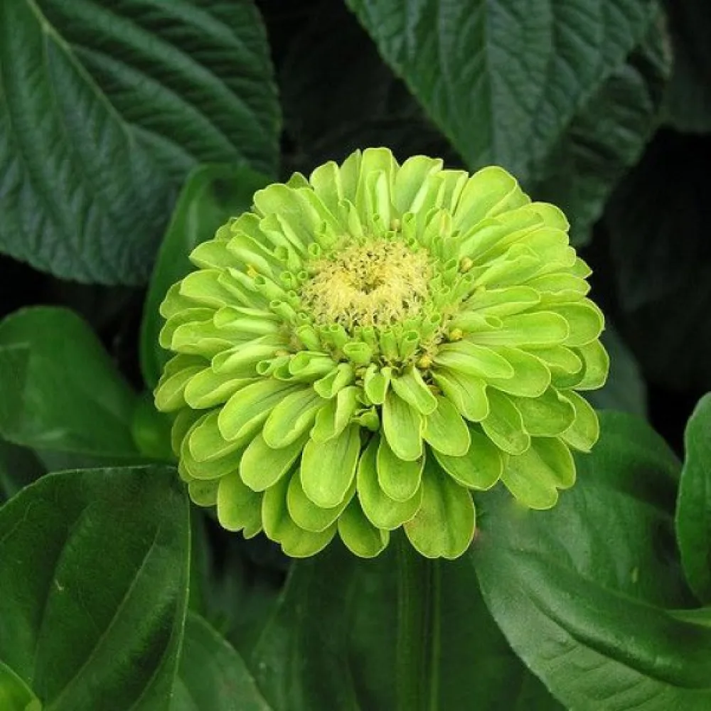 Zinnia 'Super Yoga Lime'