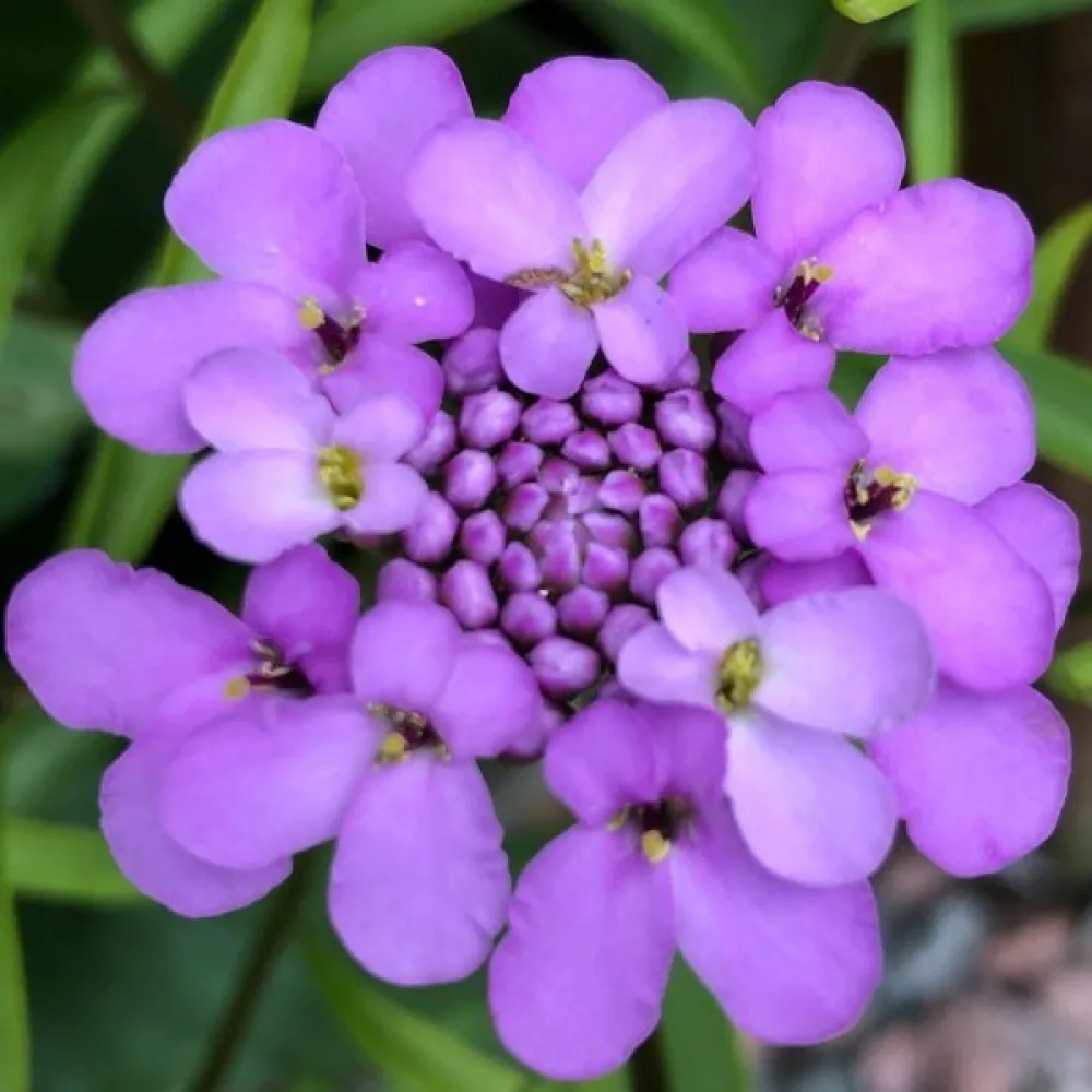 Iberis 'Cardinal' – violett