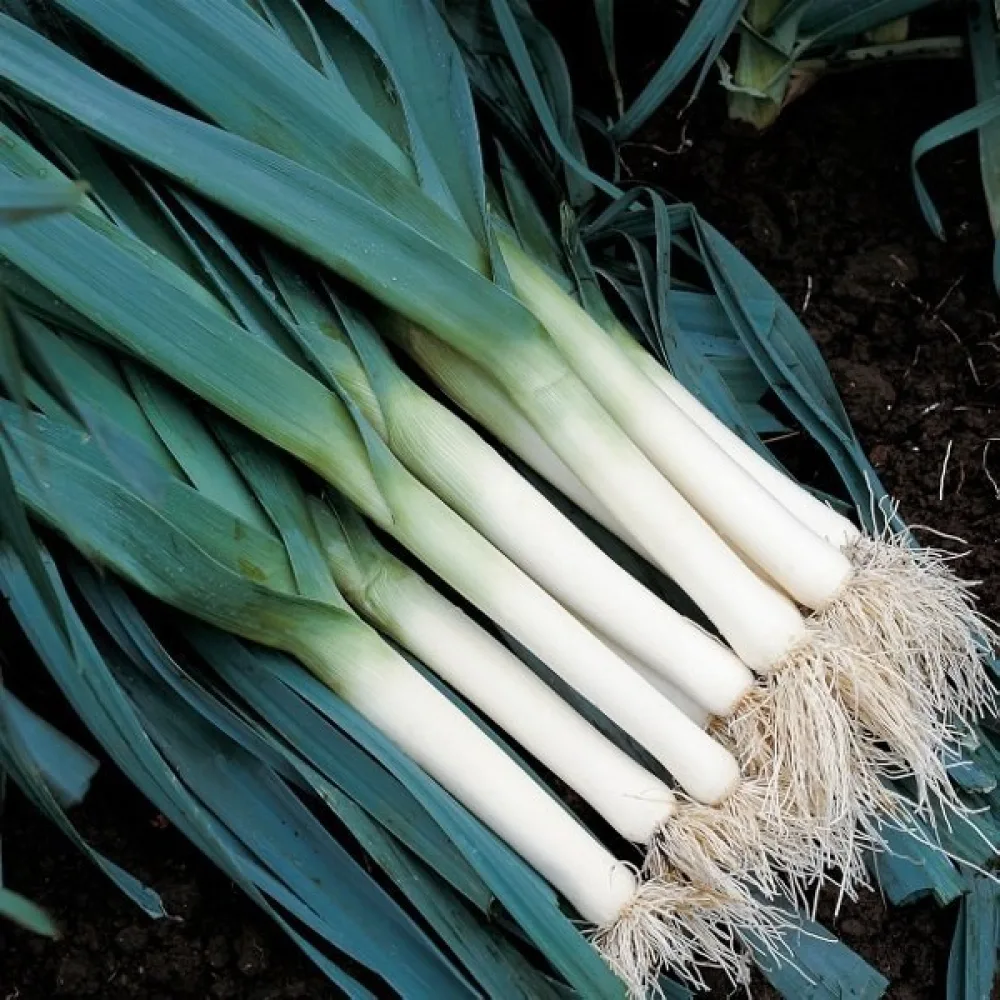 Purjolök 'Blue Solaise'