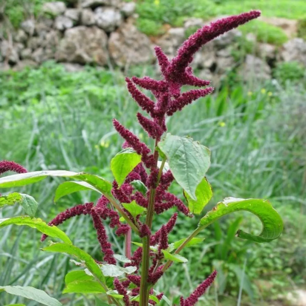 Amarant 'Tower Red'