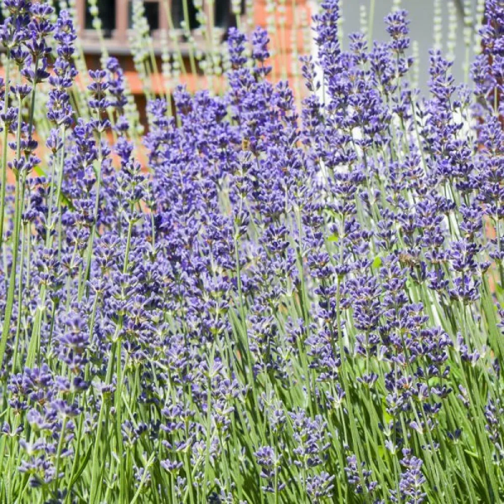 Lavendel 'Munstead'
