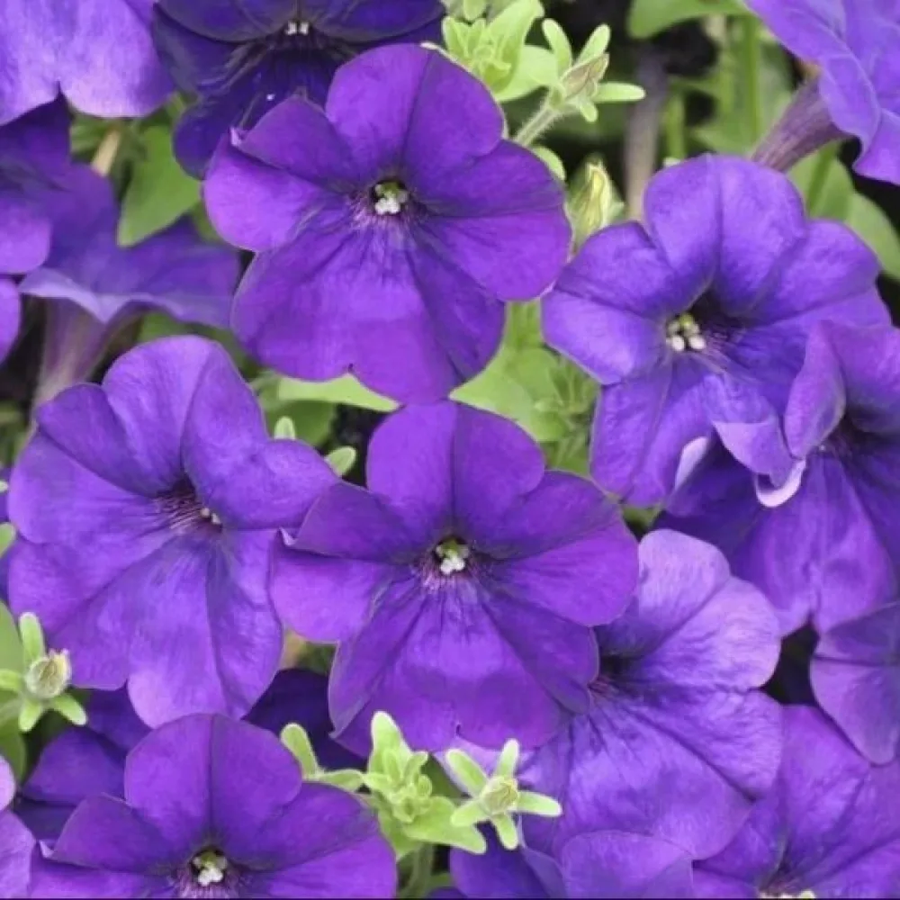Petunia 'Alderman' – blå