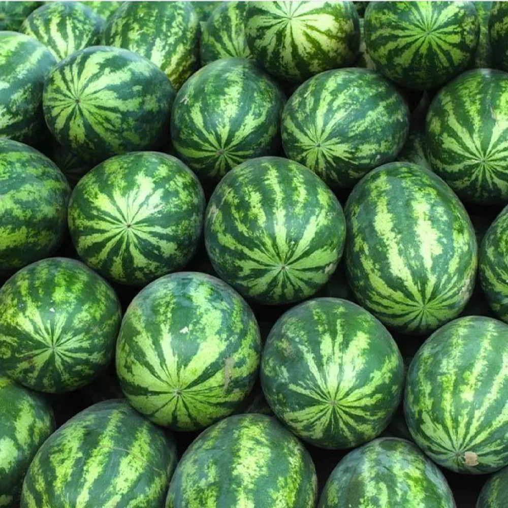 Vattenmelon 'Crimson Sweet' 8–10 kg