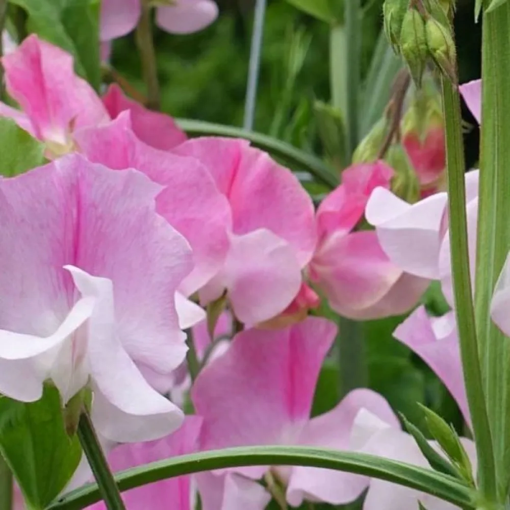 Luktärt 'Spencer' – rosa