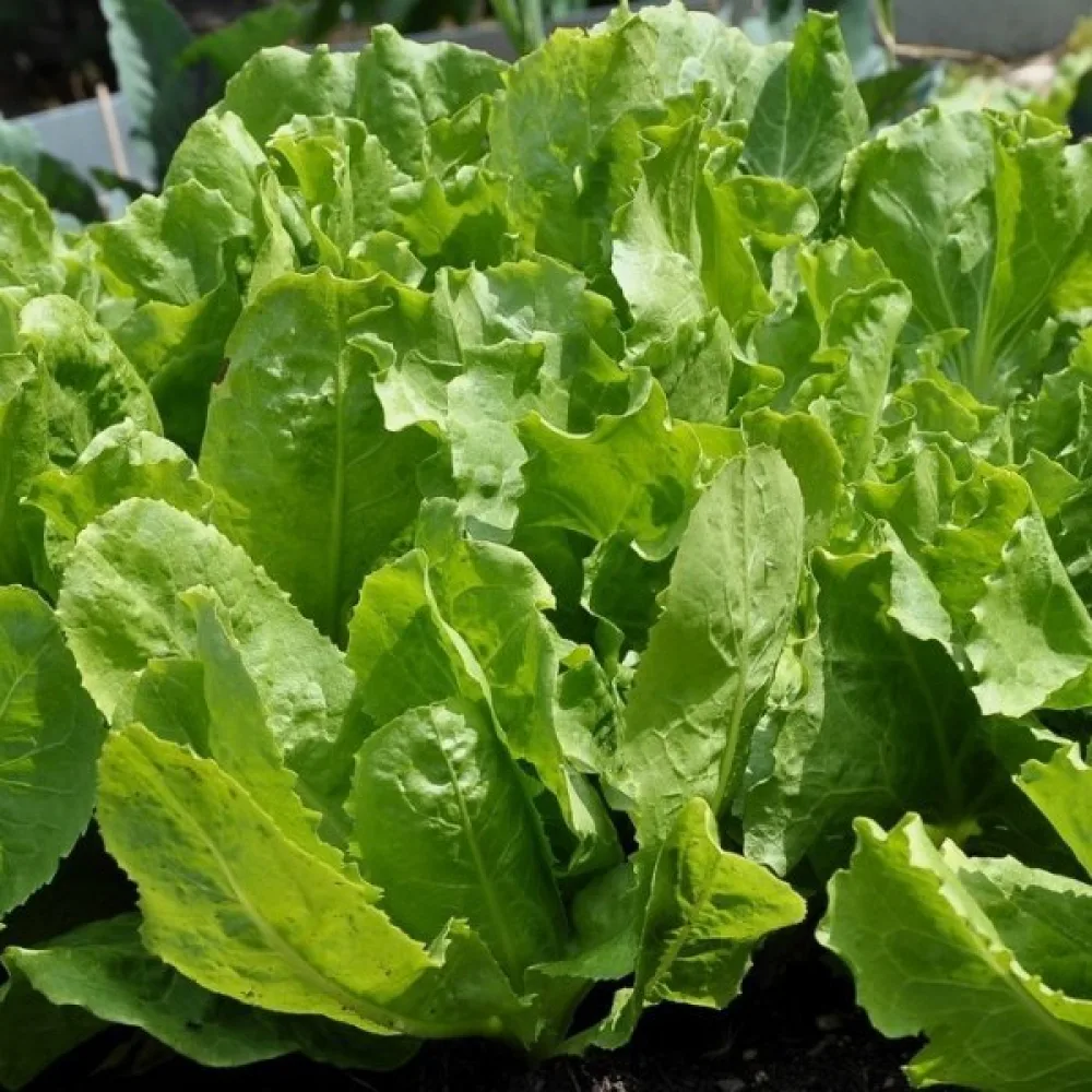 Endivia 'Bionda'