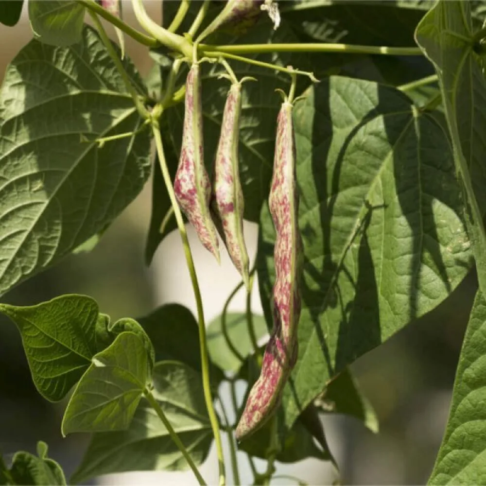 Störböna 'Jimenez'