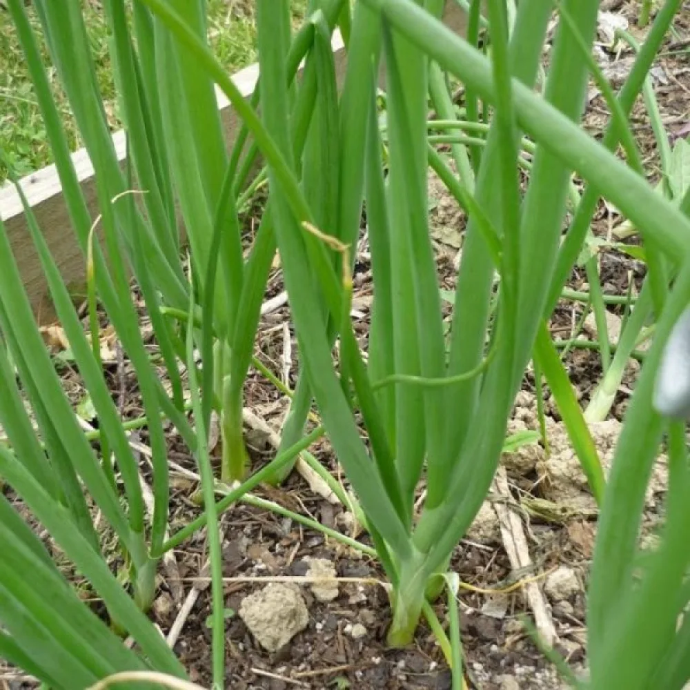 Salladslök 'Ishikura'