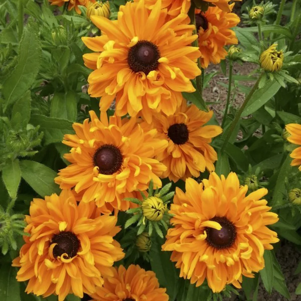 Sommarrudbeckia 'Goldilocks'