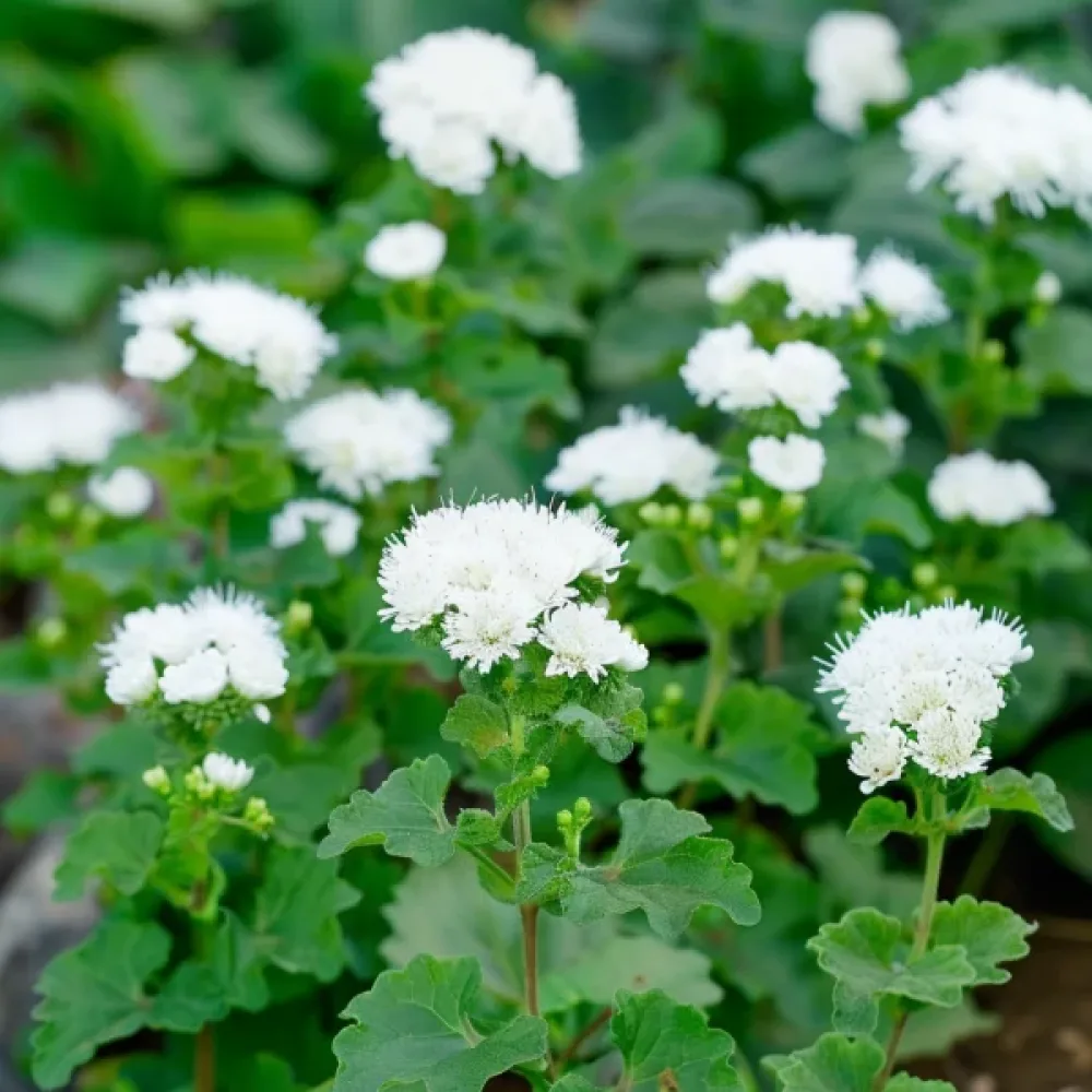 Ageratum, vit