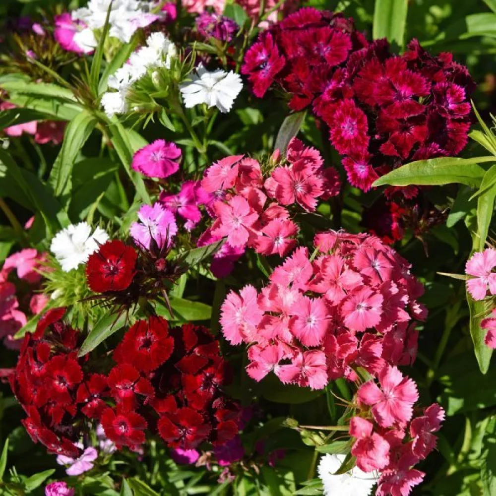 Borstnejlika 'Summertime' – mix