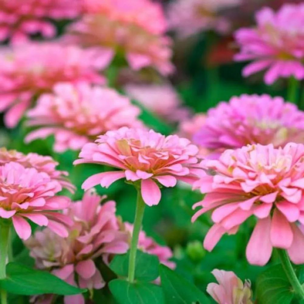 Zinnia 'Illumination'