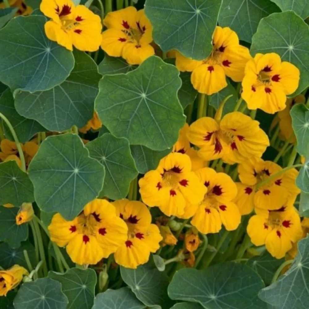 Krasse 'Golden Globe'